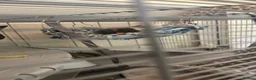 Rat rodents for sale: Two male rats, very friendly!  - Advert 10