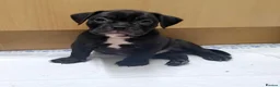 Olde English Bulldogge dogs for sale: Ready to leave Old English bulldog puppy’s  - Advert 19