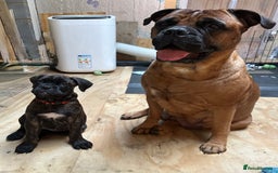 Bullmastiff dogs for sale: 🐾 KC registered bullmastiff female puppy 🐾 - Image 20