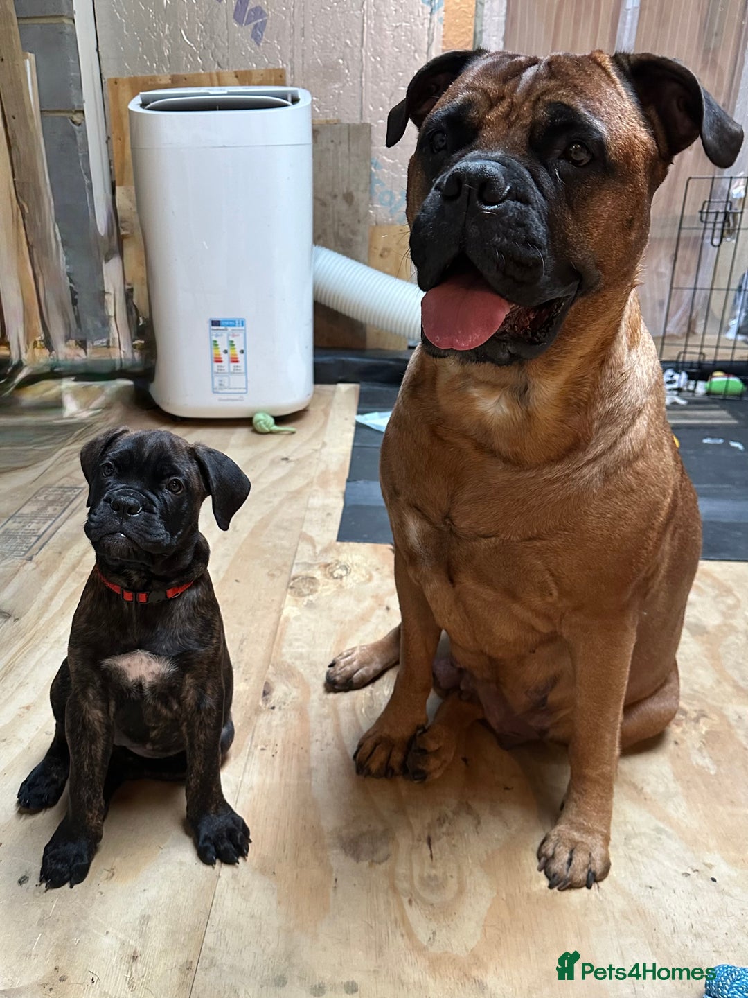 Bullmastiff dogs for sale: 🐾 KC registered bullmastiff female puppy 🐾 - Image 20