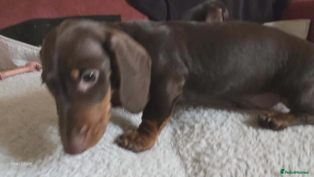 Miniature Dachshund dogs for sale: Miniature dashound  - Advert 14