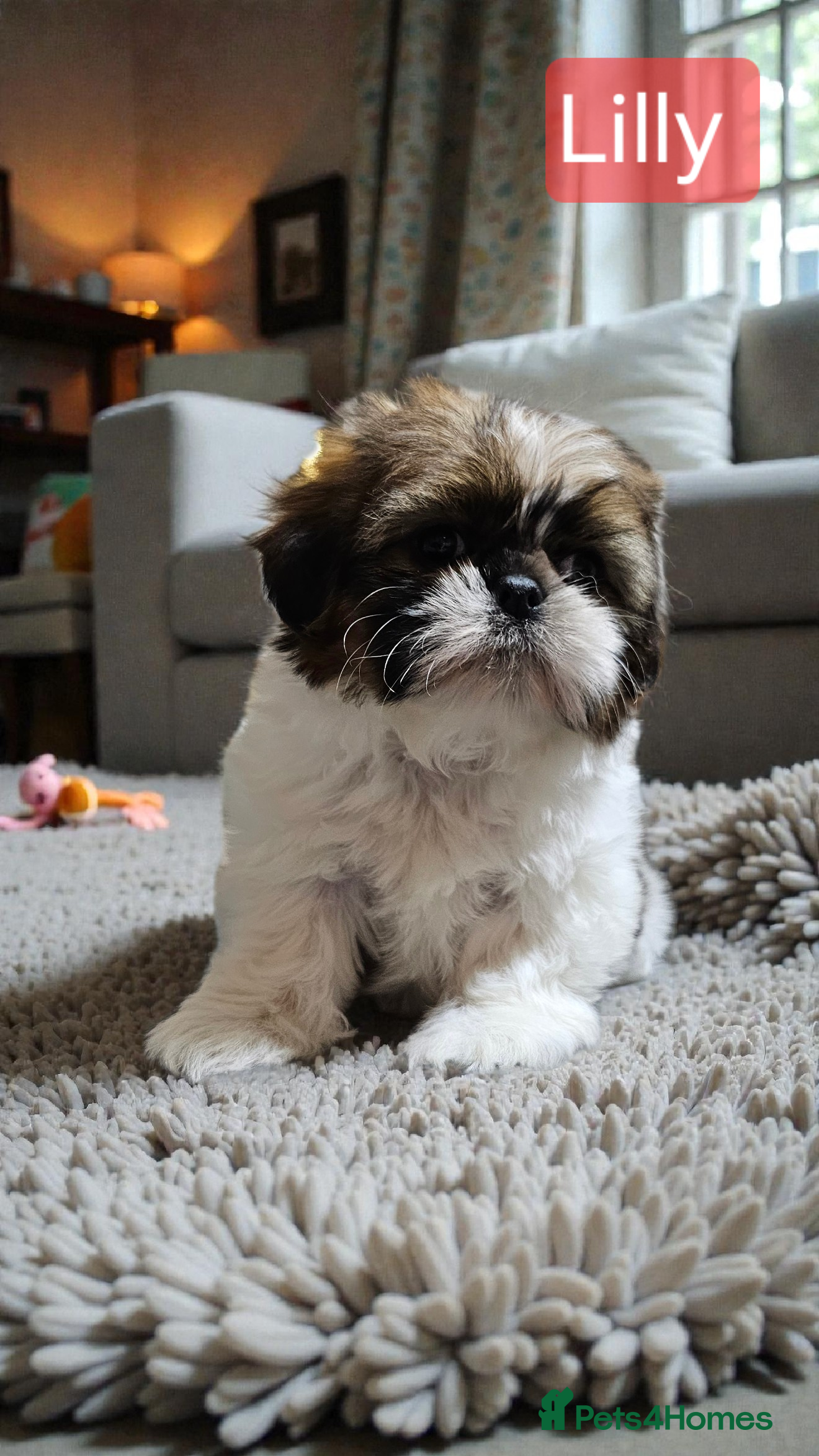 Shih Tzu dogs 💞 QUALITY STANDARD SHIH TZU 💞 - Advert 14