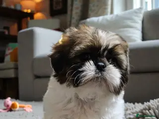 Shih Tzu dogs 💞 QUALITY STANDARD SHIH TZU 💞 - Advert 14