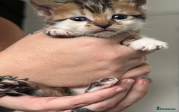 Bengal cats for sale: Bengal cross kittens  - Image 13
