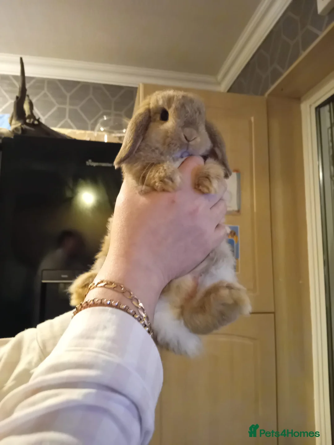 Mini Lop rabbits for sale: Mini lop buck in Birmingham - Advert 4