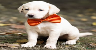 Labrador Retriever dogs - Advert 3