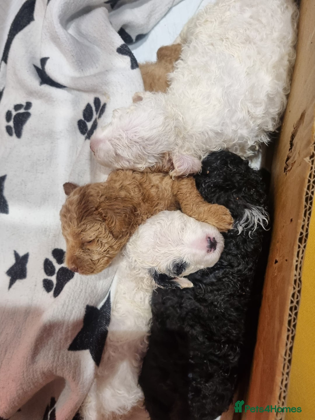 Toy Poodle dogs for sale: Toy poodle puppy - Advert 8