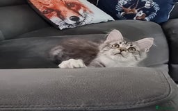 Maine Coon cats for sale: Pedigree Maine Coon Kittens for sale  - Image 40