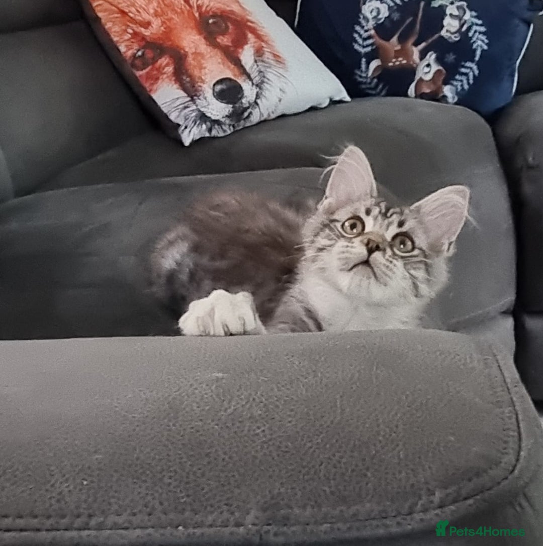 Maine Coon cats for sale: Pedigree Maine Coon Kittens for sale  - Image 40
