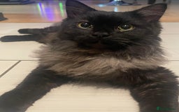 Persian cats for sale: Black and white persian kitten - Image 2