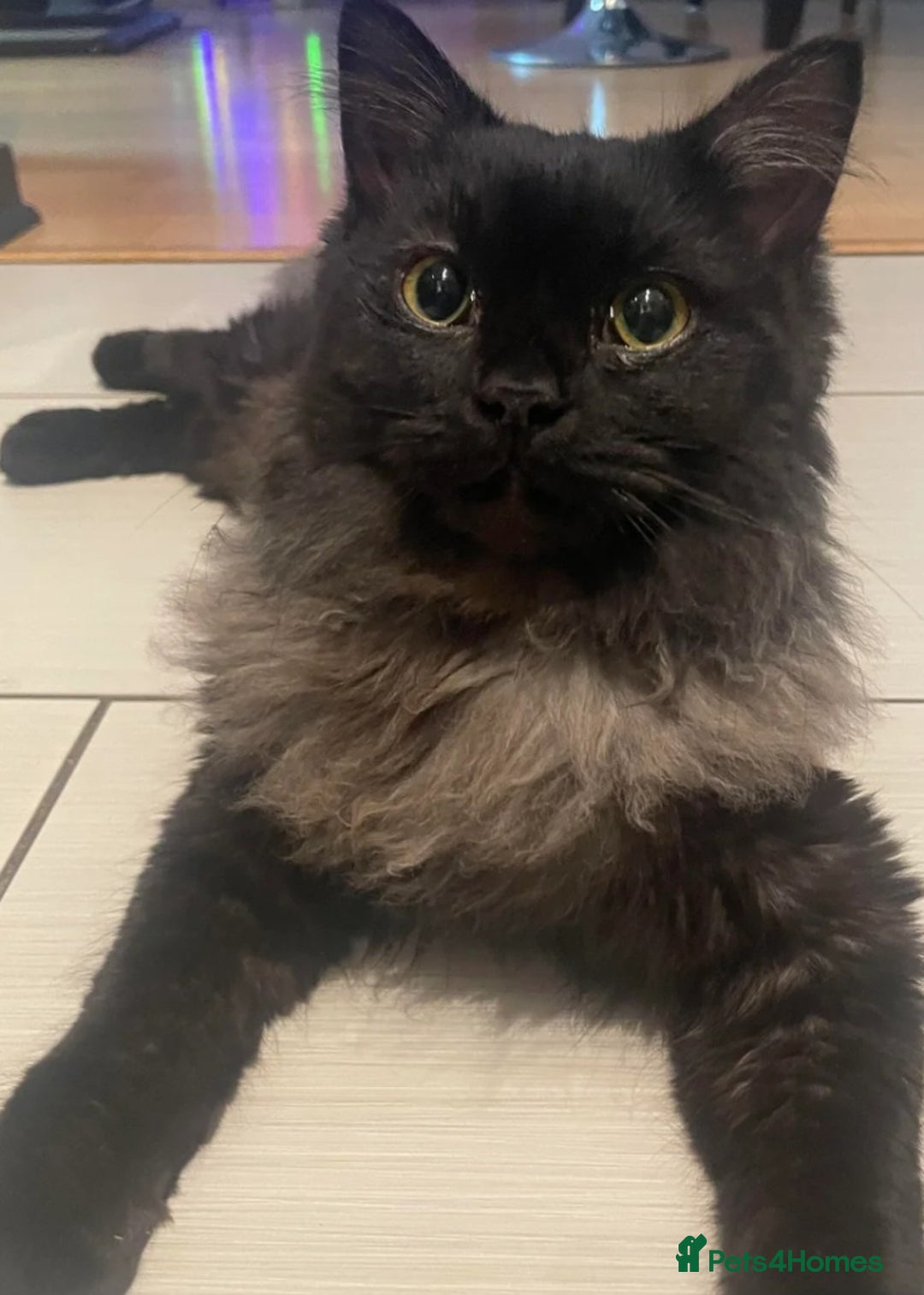 Persian cats for sale: Black and white persian kitten - Image 2