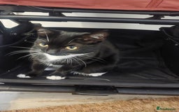 Domestic Shorthair cats for sale: Female black and white kitten - Image 1