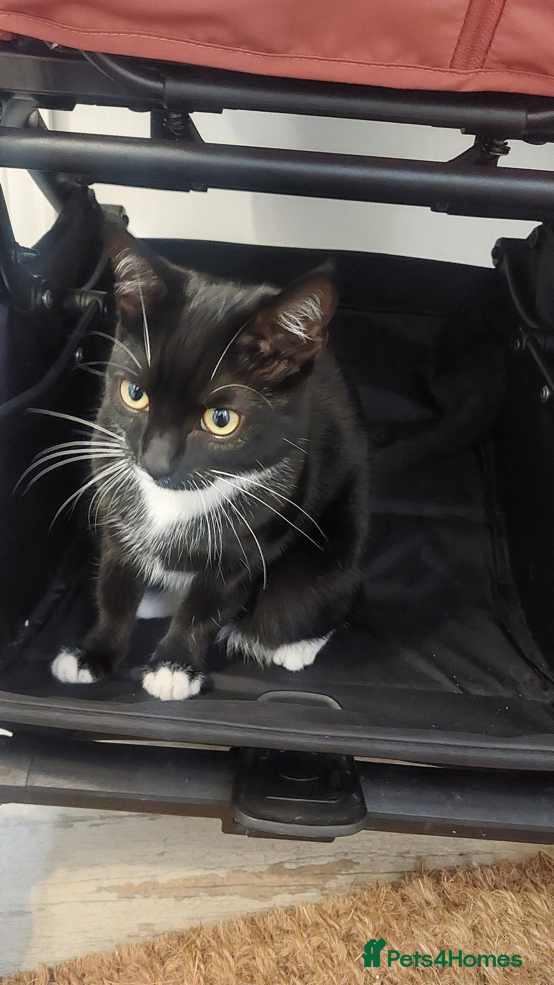 Domestic Shorthair cats for sale: Female black and white kitten - Image 1