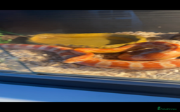 Corn Snake reptiles for sale: Male corn snake approximately 1 years old  - Image 3