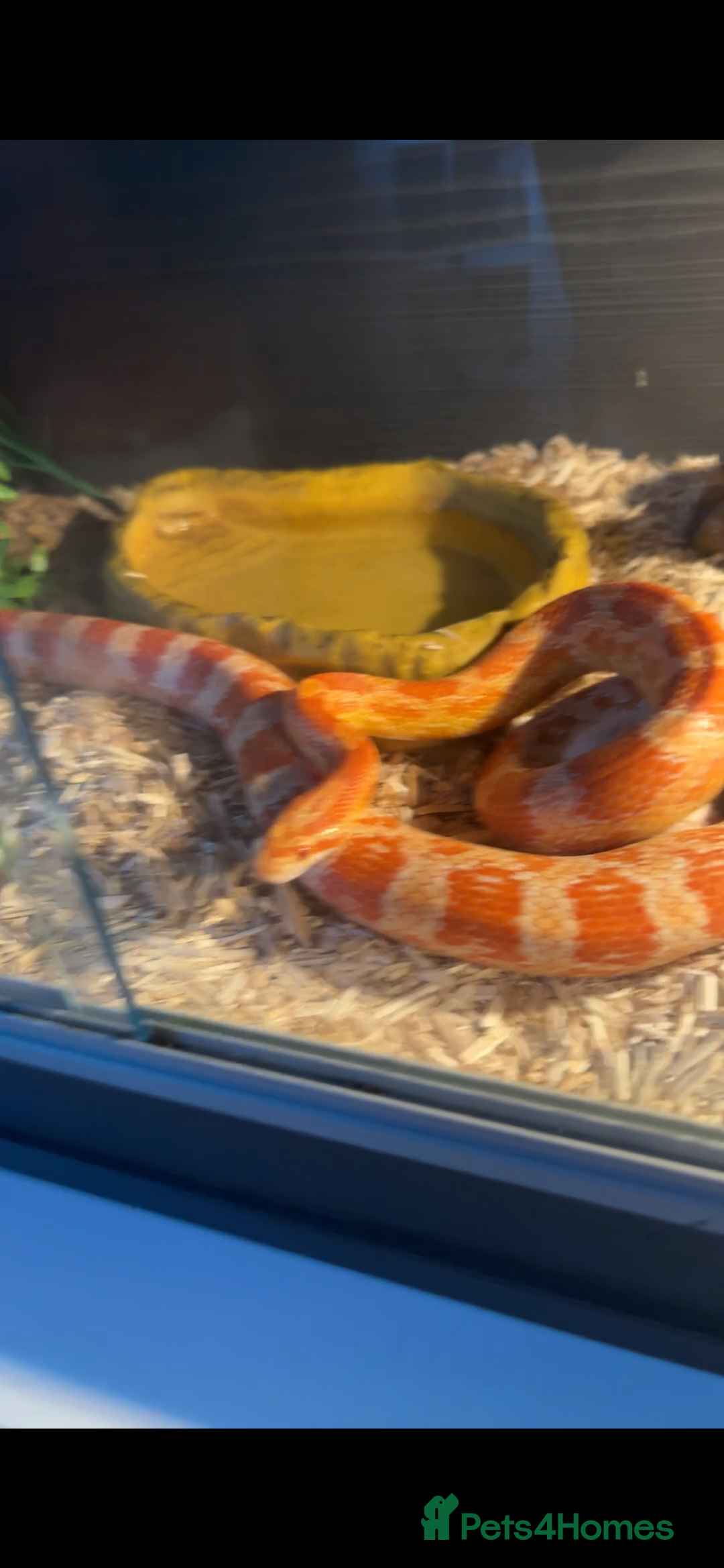 Corn Snake reptiles for sale: Male corn snake approximately 1 years old  - Image 3