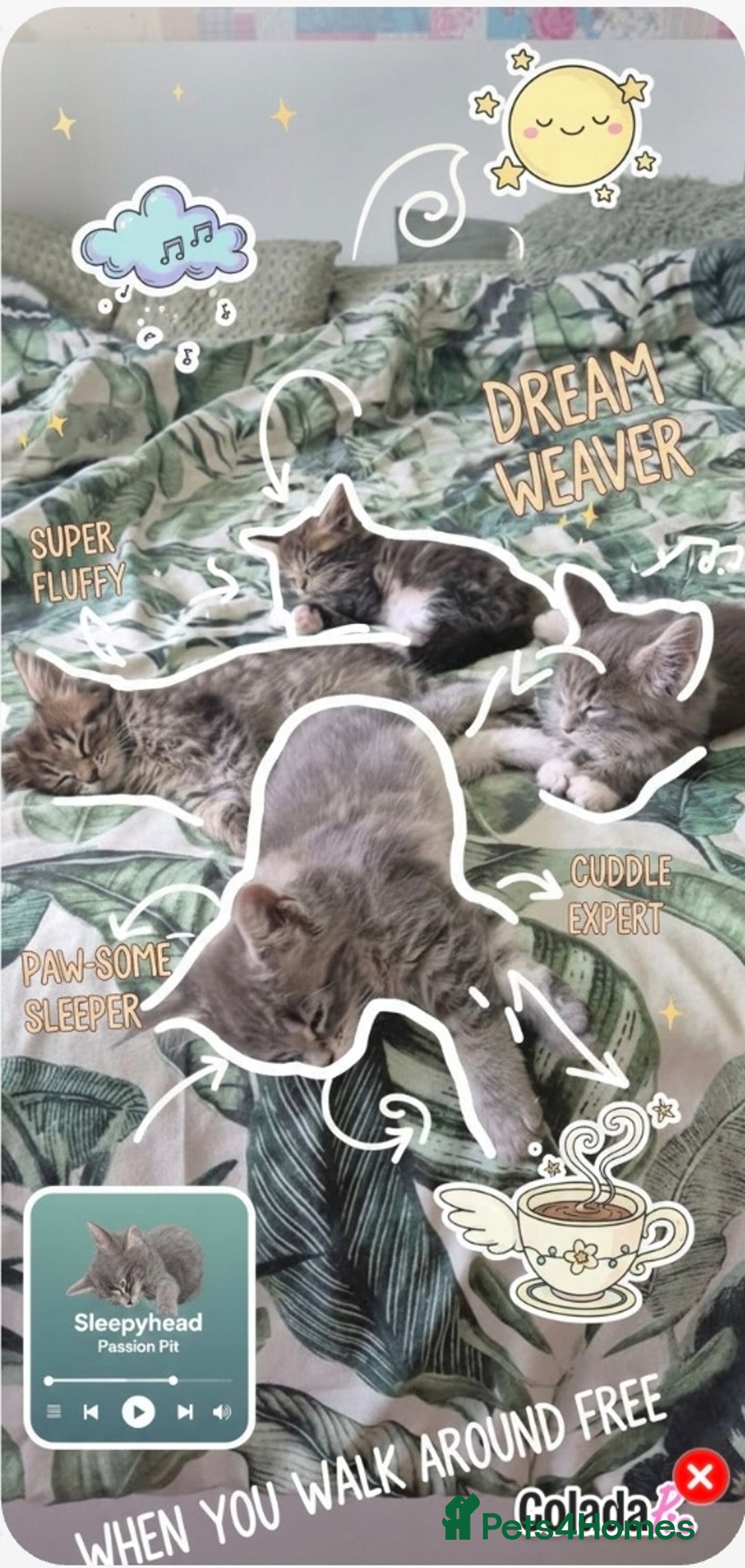 Maine Coon cats for sale: GCCF registered Pedigree Maine Coon Kittens - Advert 38