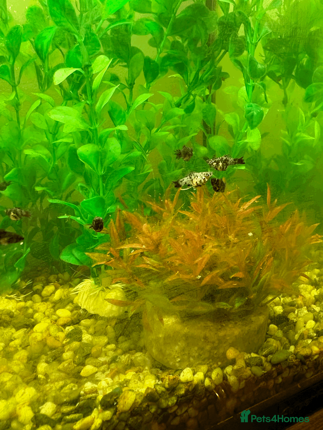 Mollies fish for sale: Black and white spotted mollies in Nottingham - Advert 4