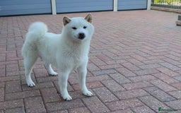 Japanese Shiba Inu dogs for stud: Health tested, KC Registered, Proven Stud - Image 6