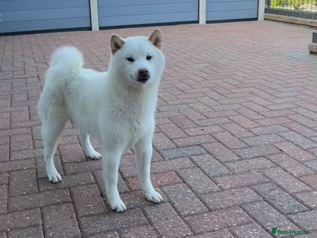 Japanese Shiba Inu dogs for stud: Health tested, KC Registered, Proven Stud - Image 6