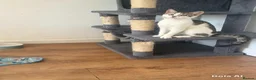 Domestic Shorthair cats for sale: 🐱 Loving kitten Looking for a New Home 🏡 - Advert 7