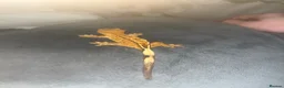 Gecko reptiles for sale: crested gecko  in Driffield - Advert 2
