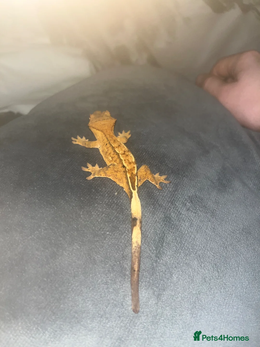 Gecko reptiles for sale: crested gecko  in Driffield - Advert 2