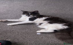 Domestic Shorthair cats for sale: Bisk , Cali & Scottie  - Image 5