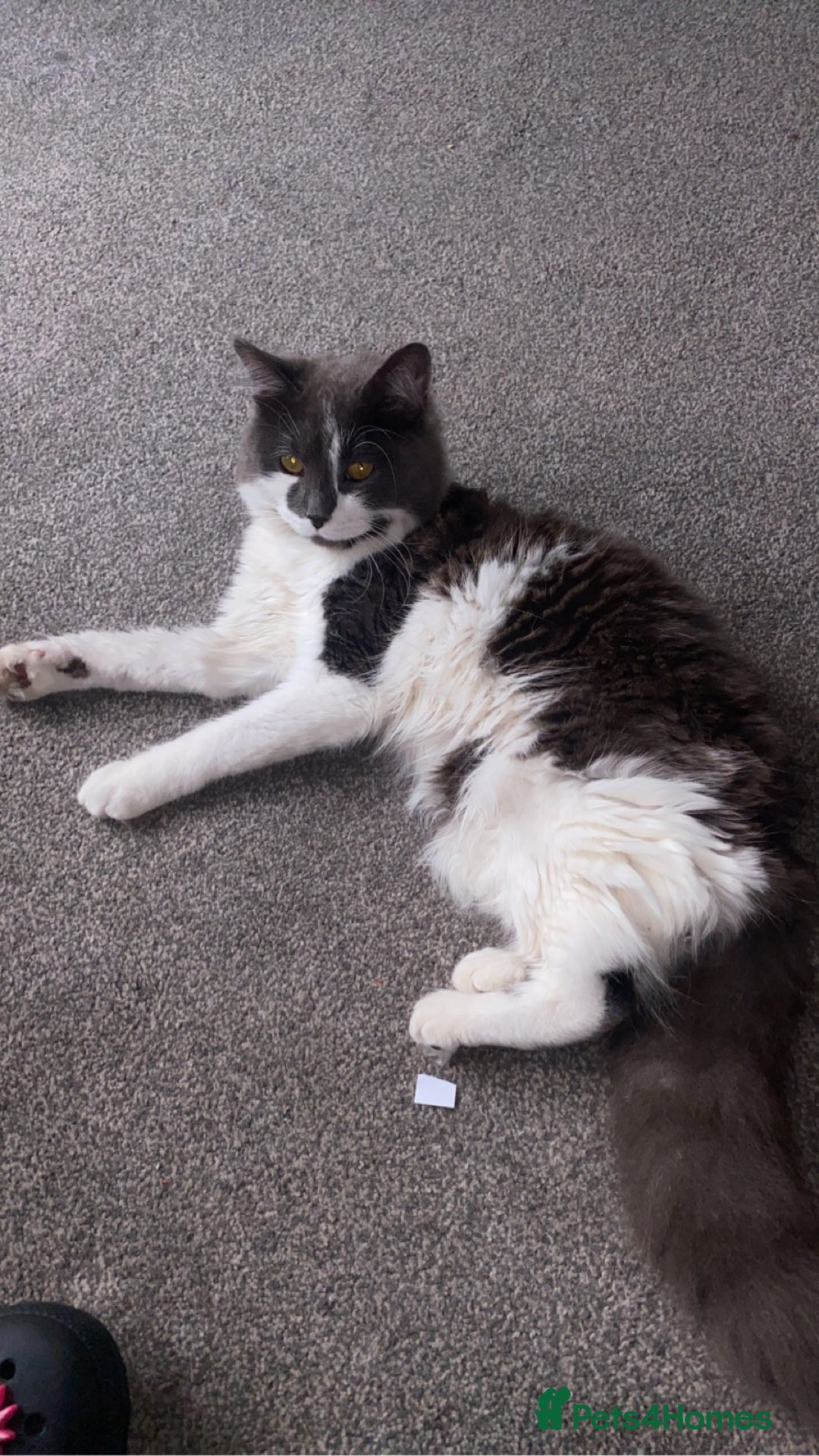 Domestic Shorthair cats for sale: Bisk , Cali & Scottie  - Image 5