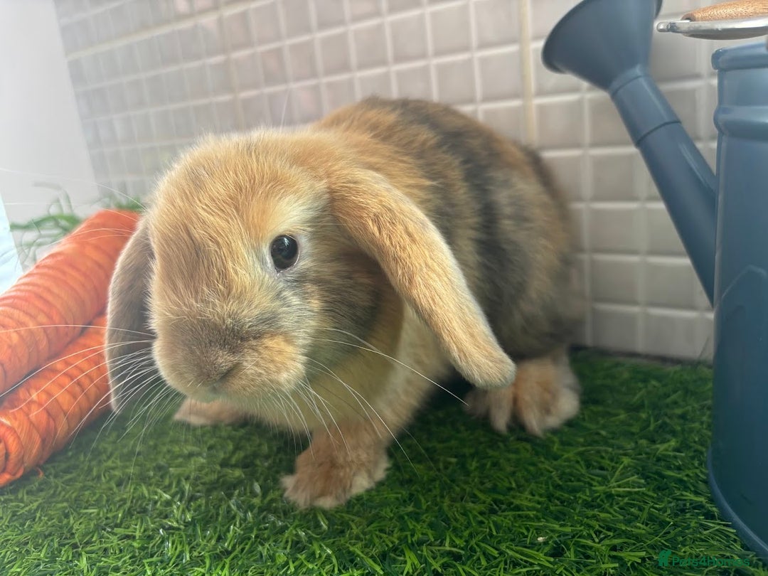 Mini Lop rabbits for sale: Mini lop baby bunnies - Ready now! - Image 9