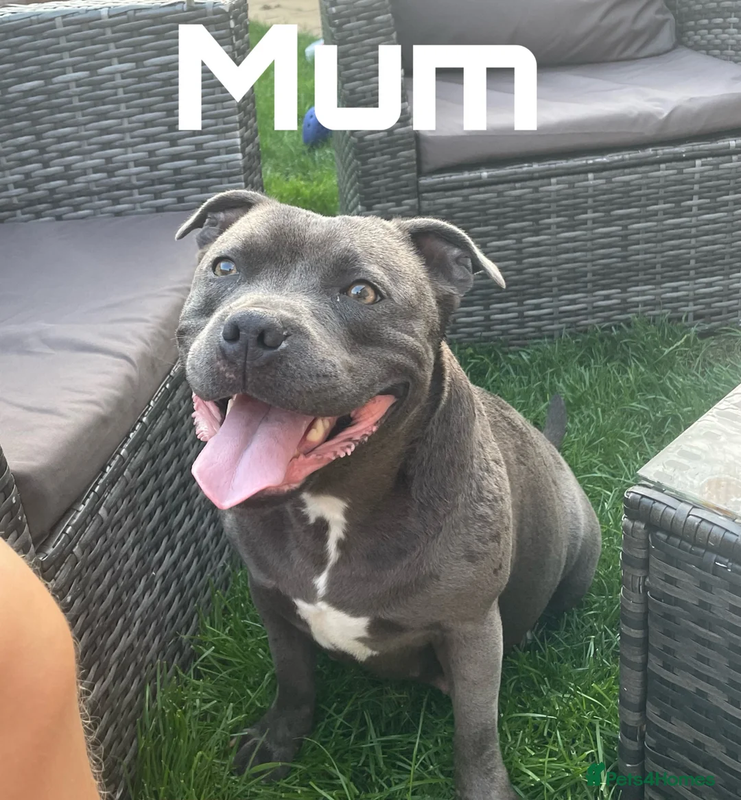 Staffordshire Bull Terrier dogs for sale: BLUE STAFFORDSHIRE BULLTERRIER PUPPIES - Advert 2