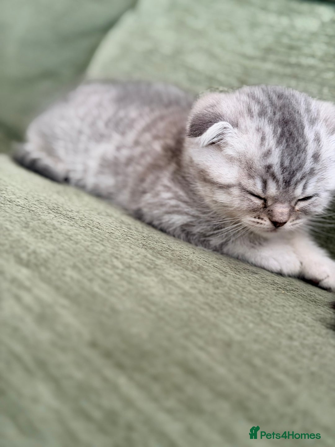 Scottish Fold cats for sale: Scottish fold kittens for sale! - Advert 9