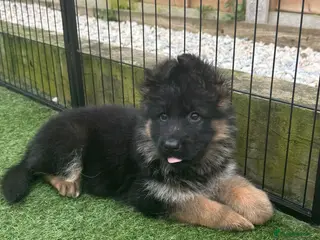 German Shepherd dogs Xandor di Casa Massarelli Progeny "available" - Advert 2