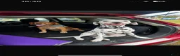 Dalmatian dogs for stud: Beautiful Male Dalmatian  - Advert 6