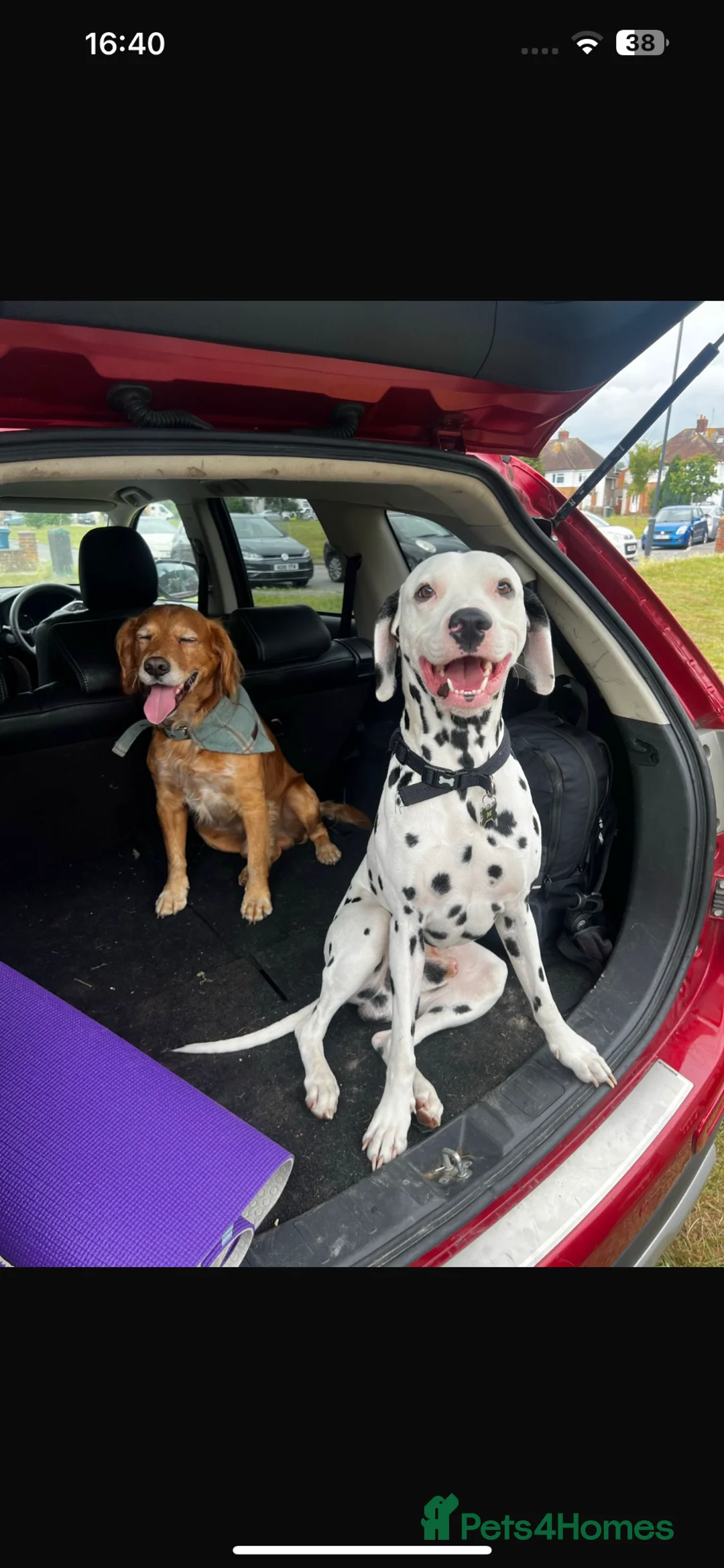 Dalmatian dogs for stud: Beautiful Male Dalmatian  - Advert 9