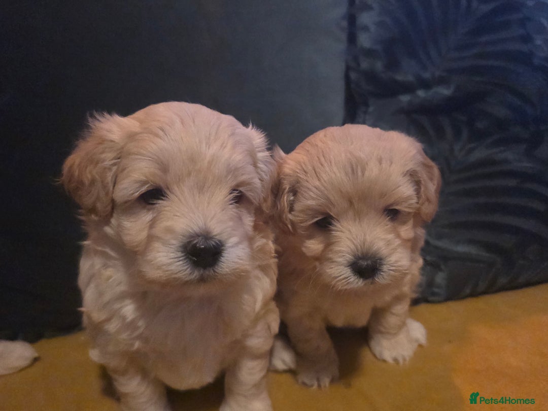 Maltipoo dogs for sale: F1 Maltipoo for sale  - Advert 19