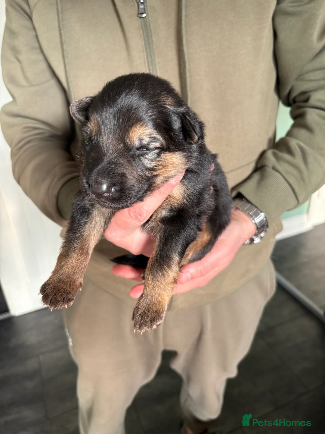 German Shepherd dogs for sale: 7 beautiful pups - Advert 2