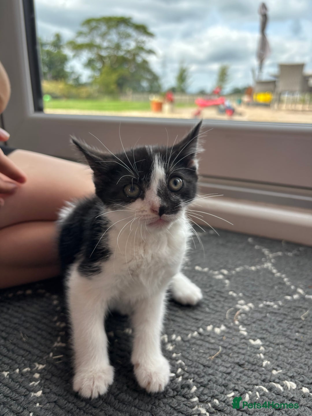 Domestic Shorthair cats for sale: Adorable, friendly playful bicolour kittens - Image 5