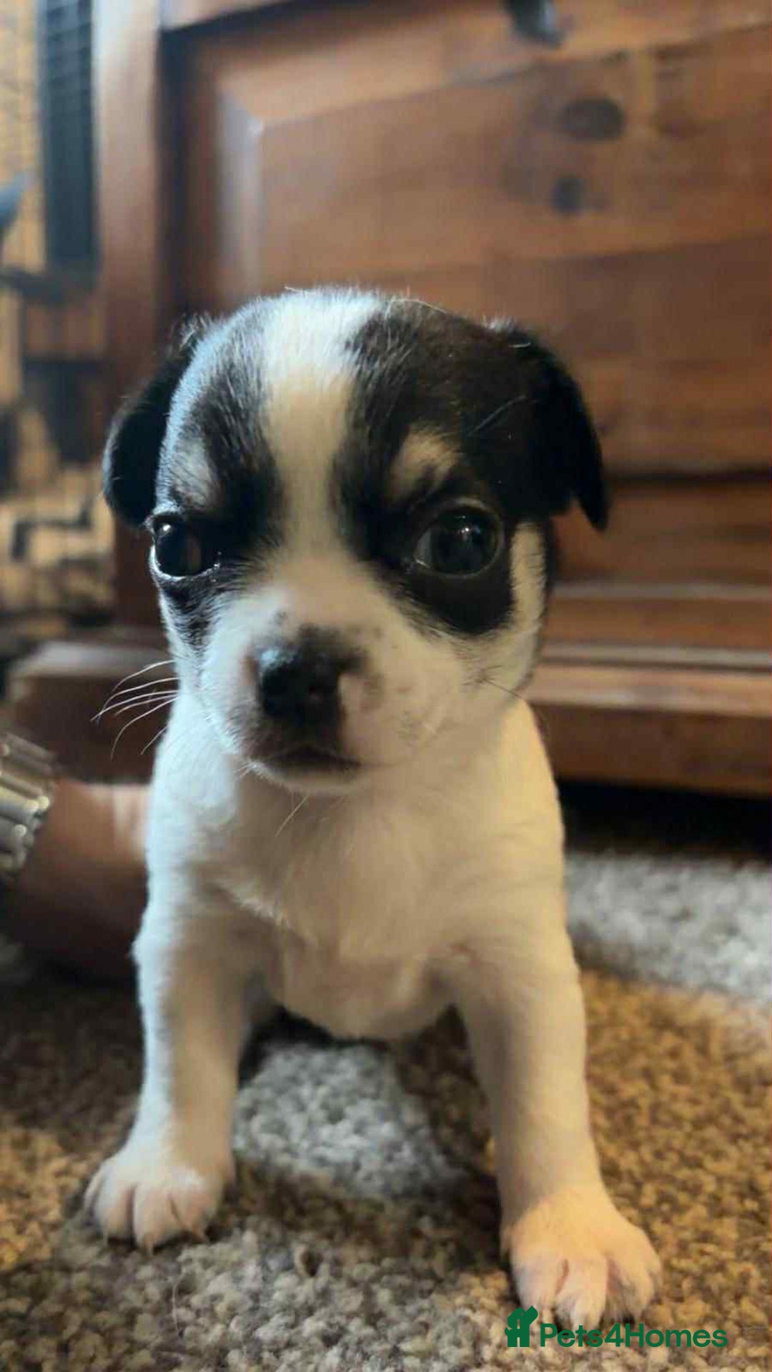 Chihuahua dogs for sale: Chihuahua pups. - Advert 4