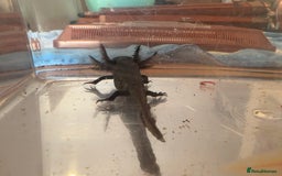 Other/Mixed Breed fish for sale: Young Axolotls for sale - Image 6