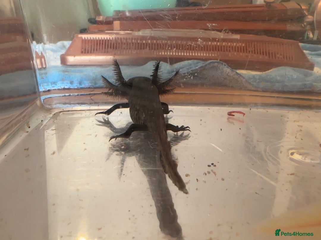 Other/Mixed Breed fish for sale: Young Axolotls for sale - Image 6