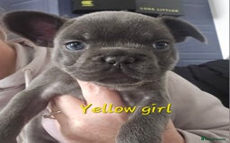 French Bulldog dogs for sale: Beautiful French bulldog puppies - Image 19