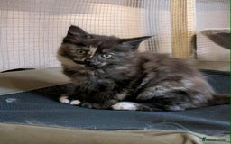 Maine Coon cats for sale: Stunning American Maine coons  - Image 7