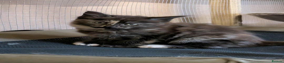 Maine Coon Kitten 3