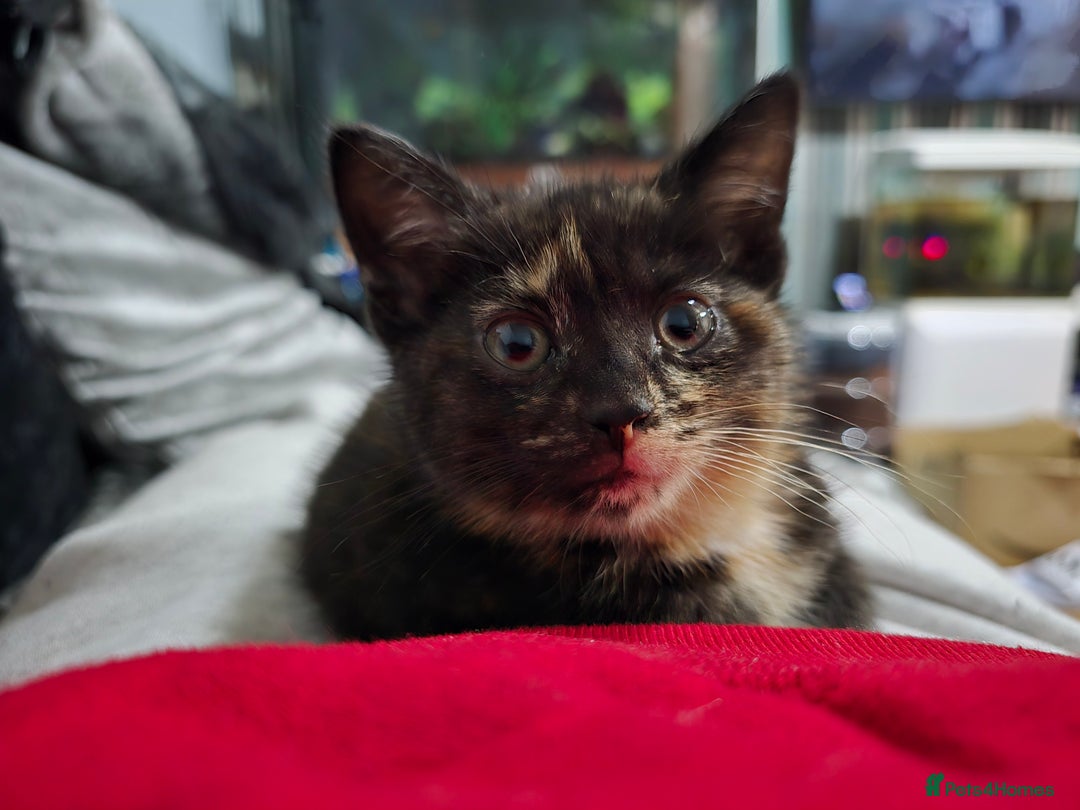 Mixed Breed cats for sale: Mixed breed kittens ready now.  - Image 33