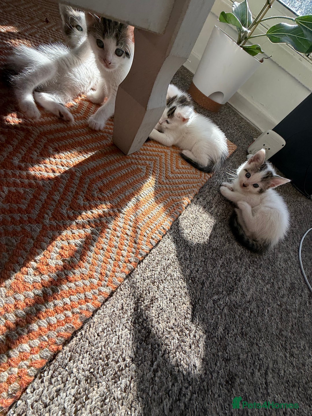 Domestic Shorthair cats for sale: 🐾 Kittens for Sale – White & Tabby 🐾 - Image 2