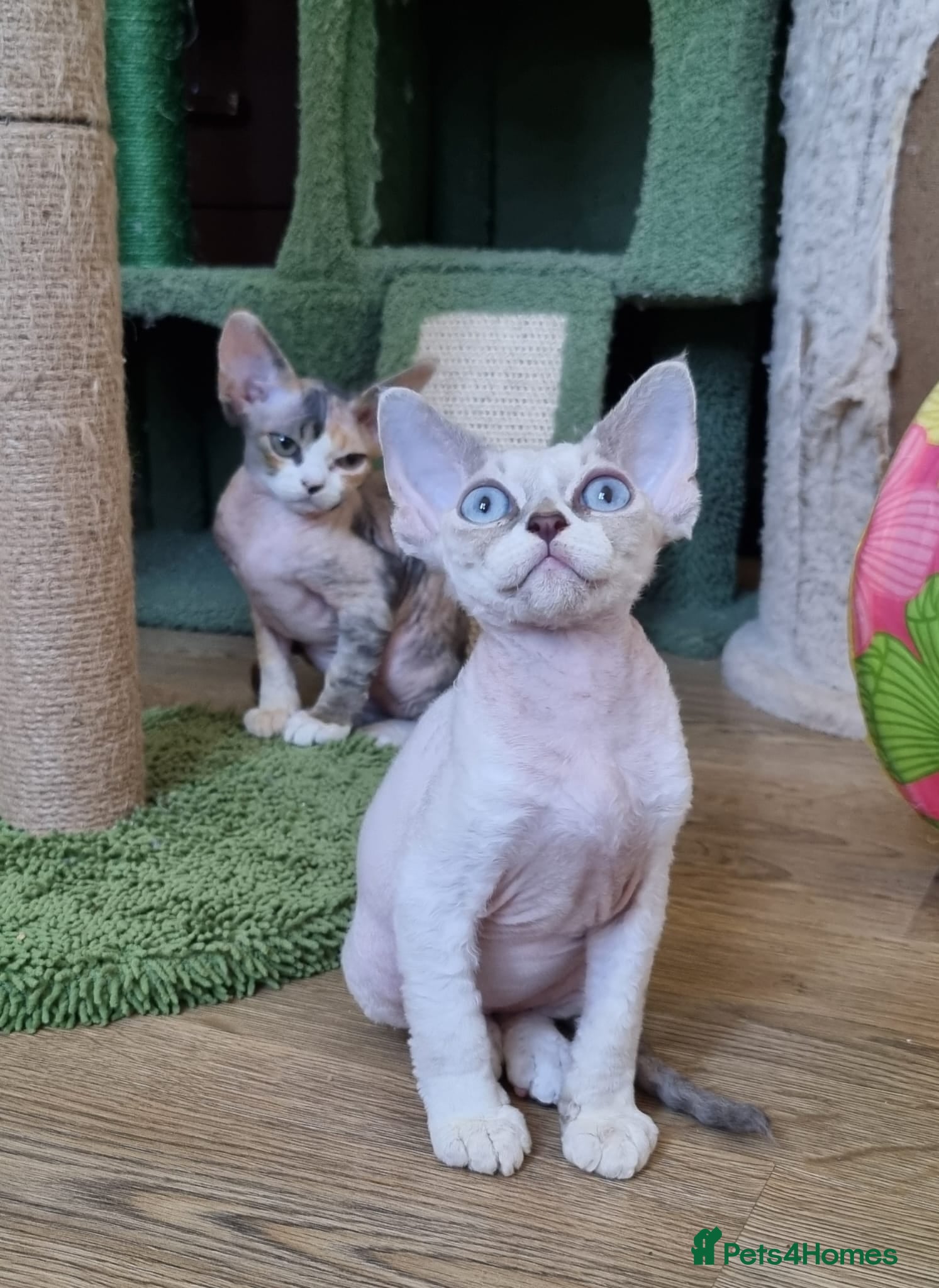 Devon Rex cats Devon Rex Kittens-Ready for Their Forever Homes! - Advert 2