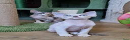 Devon Rex cats for sale: Devon Rex Kittens-Ready for Their Forever Homes! - Advert 5