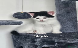 Mixed Breed cats for sale: 3 boys 2 girls - Image 17