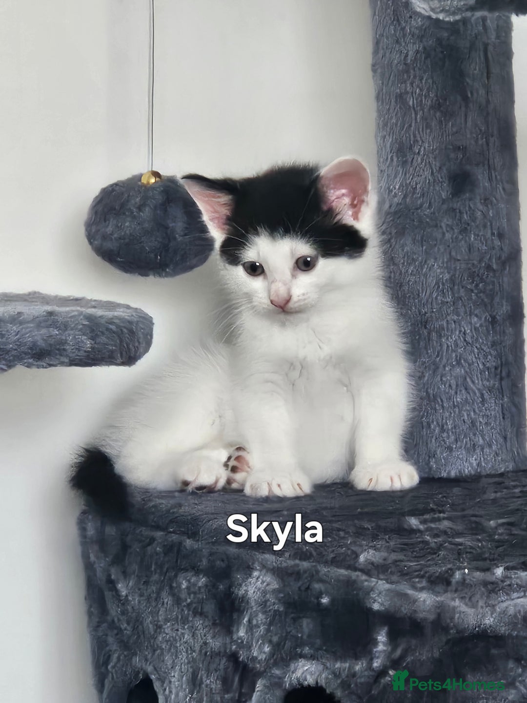 Mixed Breed cats for sale: 3 boys 2 girls - Image 17
