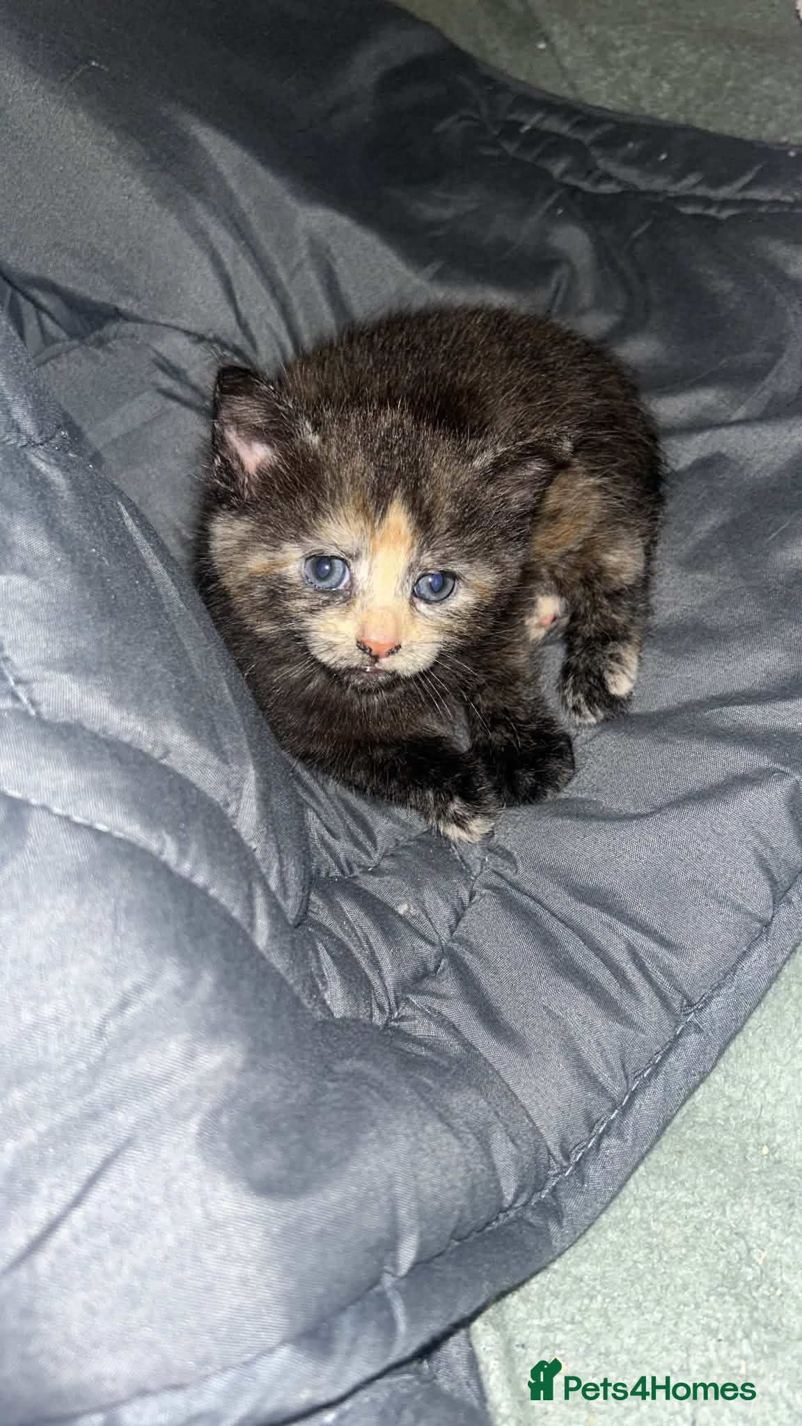 Mixed Breed cats for sale: Cute kittens  - Advert 2